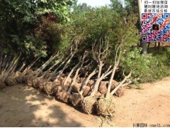 2公分紅楓價(jià)格多少錢(qián)