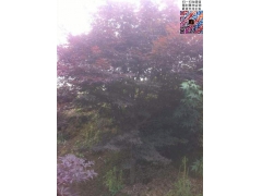 地徑10公分紅楓價(jià)格多少錢(qián)一棵