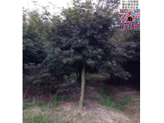 6公分紅楓價(jià)格多少錢(qián)