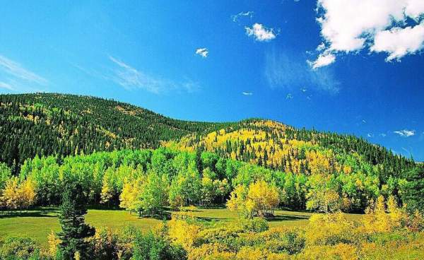 采購(gòu)綠化苗木 采購(gòu)綠化苗木