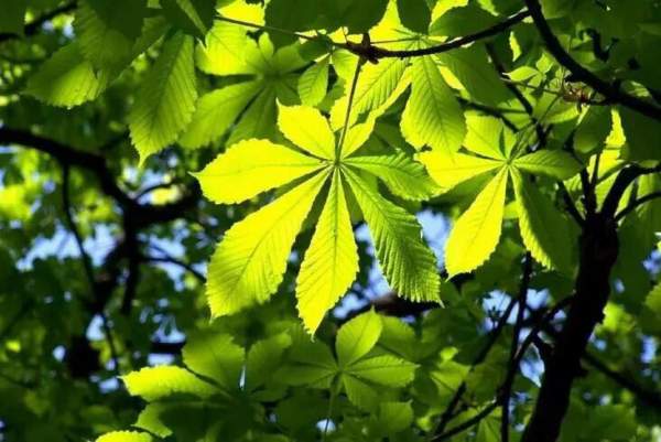 采購(gòu)綠化苗木 采購(gòu)綠化苗木