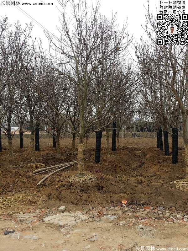 園林喬木植物苗木黃玉蘭圖片 園林喬木植物苗木黃玉蘭圖片