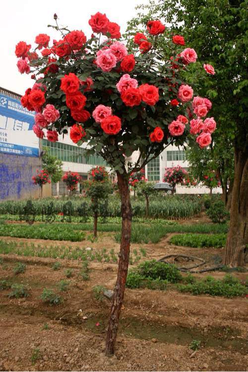 樹狀月季 樹狀月季