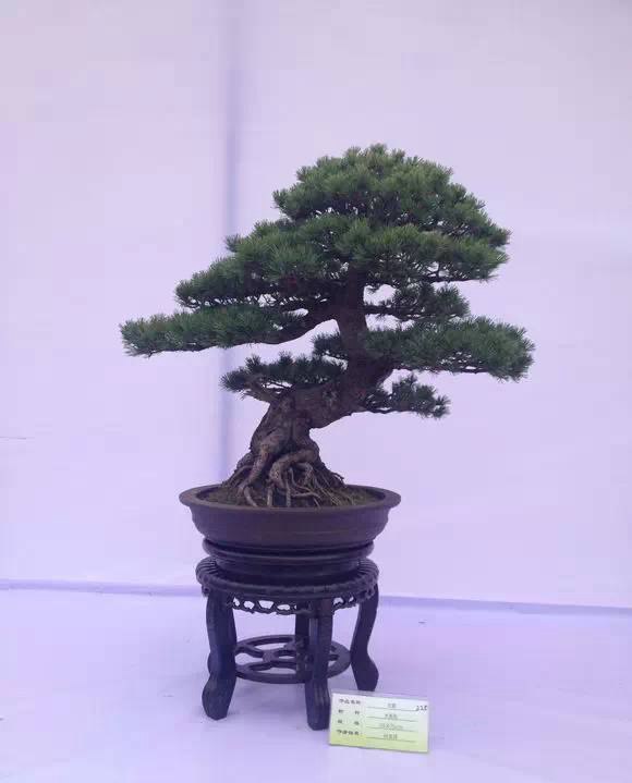 大阪松和五針松的特點簡介以及如何區分