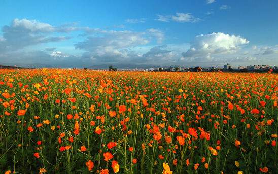 學(xué)習(xí)國外苗木行業(yè)經(jīng)驗(yàn)，搶先了解國內(nèi)市場動態(tài)
