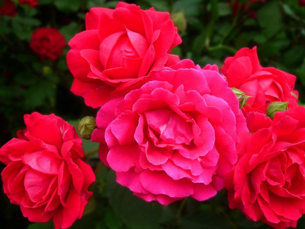 哪里有薔薇花苗賣？薔薇花苗批發