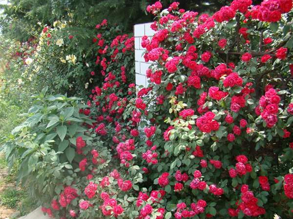 哪里有薔薇花苗賣？薔薇花苗批發