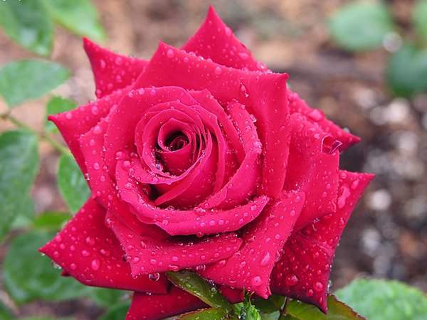 哪里有薔薇花苗賣？薔薇花苗批發