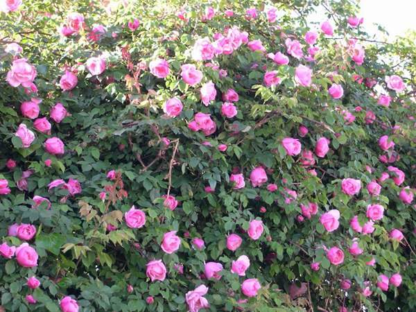 哪里有薔薇花苗賣？薔薇花苗批發