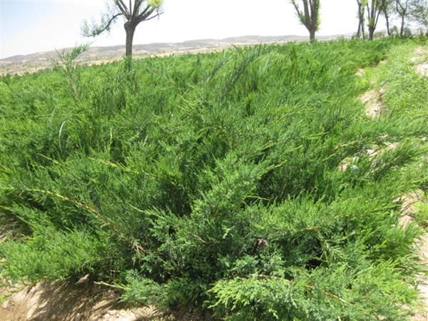 沙地柏和鋪地柏的區別？