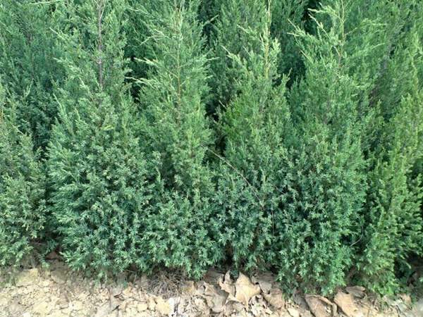 刺柏產(chǎn)區(qū)都有哪些地方?