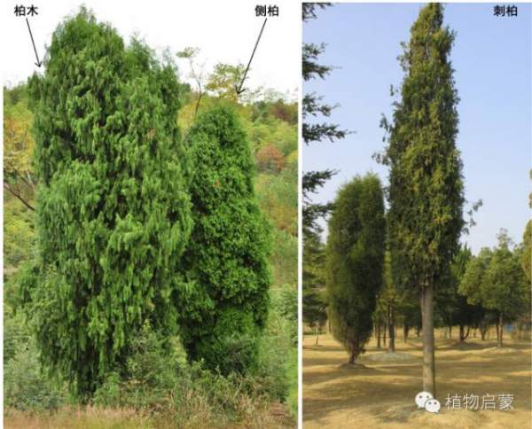 圓柏、刺柏、側柏、柏木以及龍柏的簡易識別法