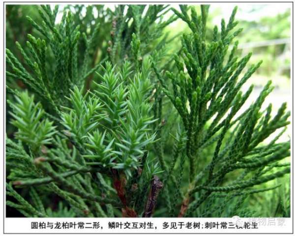 圓柏、刺柏、側柏、柏木以及龍柏的簡易識別法