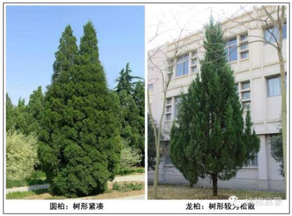 圓柏、刺柏、側柏、柏木以及龍柏的簡易識別法