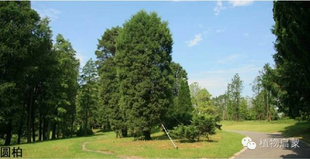 圓柏、刺柏、側柏、柏木以及龍柏的簡易識別法