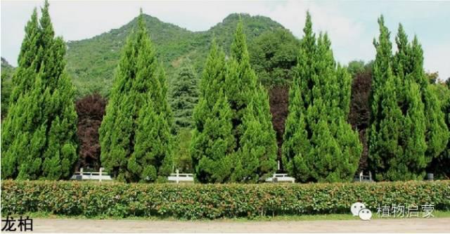 圓柏、刺柏、側柏、柏木以及龍柏的簡易識別法