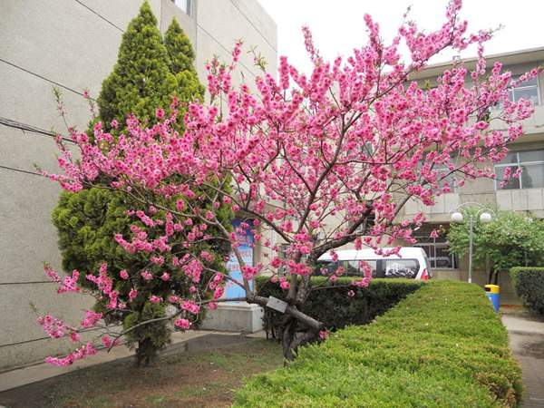 紅葉碧桃在園林綠化中都有哪些用途？