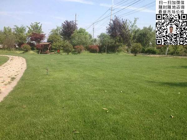 高羊茅草坪種子種植出的護坡綠化效果