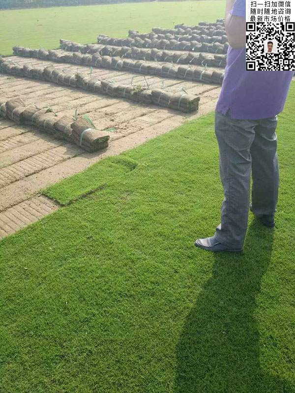 狗牙根草種子種植效果 狗牙根草種子種植效果