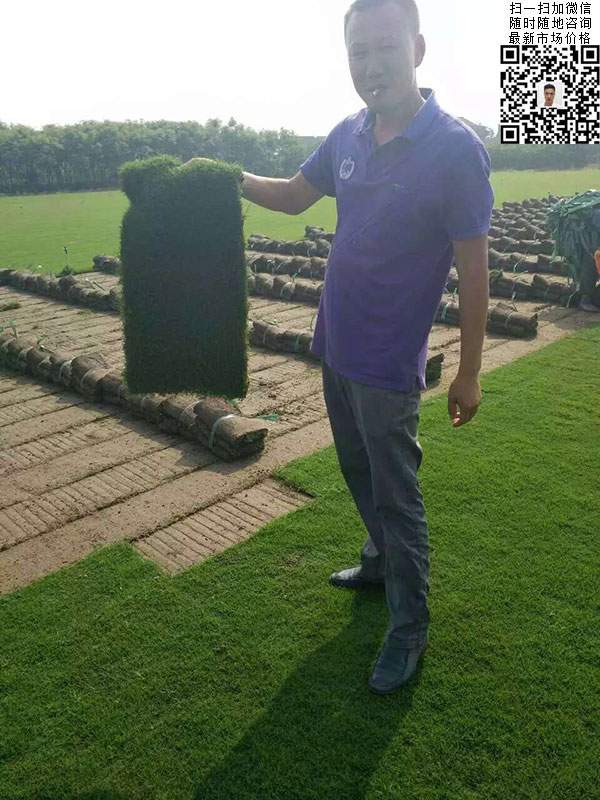 狗牙根草種子種植效果 狗牙根草種子種植效果