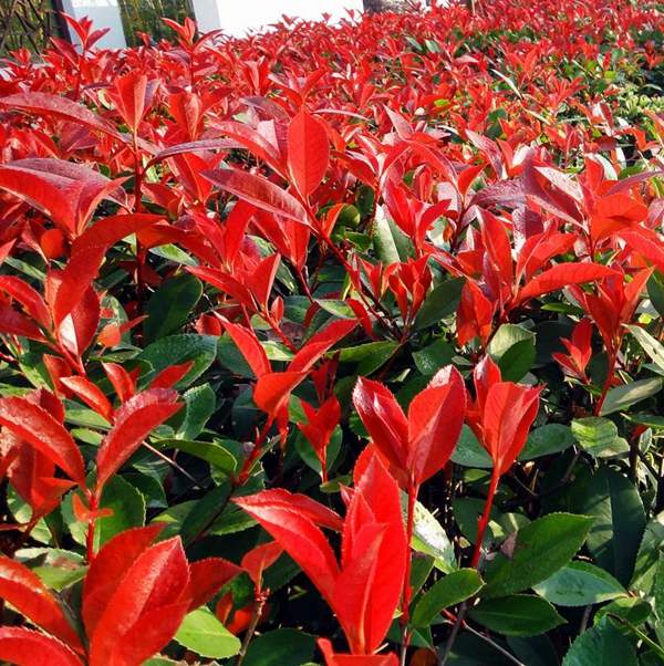 長勢(shì)好的紅葉石楠