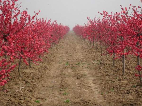紅葉碧桃-長景園林 紅葉碧桃-長景園林