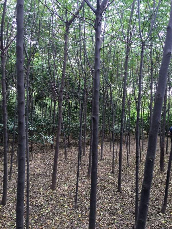 精品12公分13公分14公分大規格苦楝樹圖片 精品12公分13公分14公分大規格苦楝樹圖片