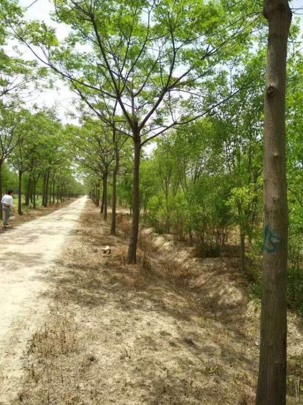 精品12公分13公分14公分大規格苦楝樹圖片 精品12公分13公分14公分大規格苦楝樹圖片