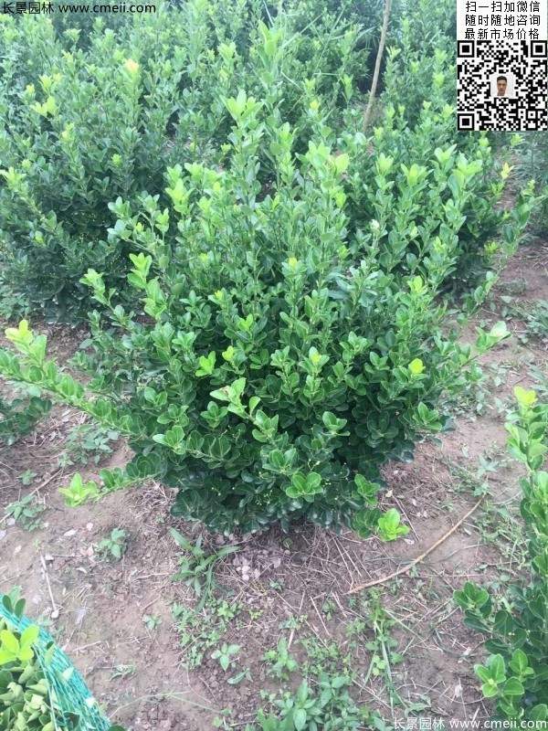 冠幅30公分40公分50公分大葉黃楊球