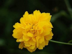 重瓣棣棠價格哪里便宜？產地在哪里？