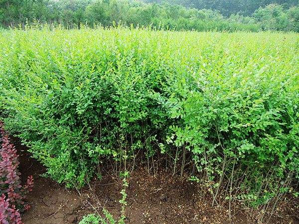 小葉女貞 小葉女貞