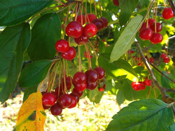 垂絲海棠果 垂絲海棠果