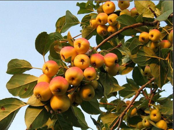 西府海棠果 西府海棠果