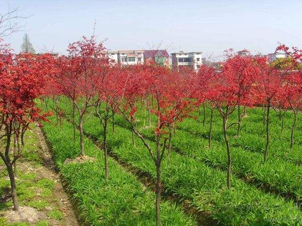 “顏值爆表”的日本紅楓，不是想看就能看！