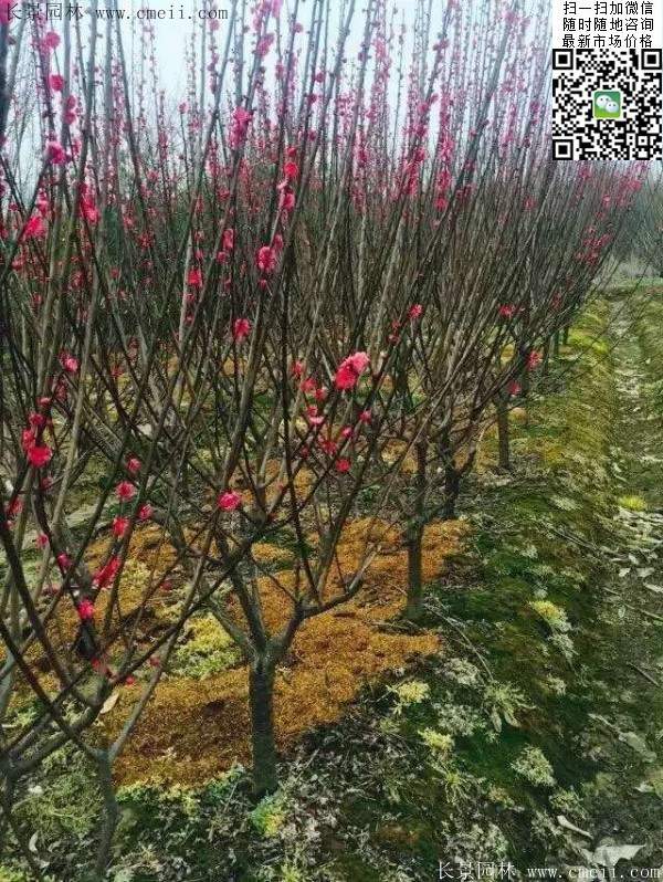 國內數一數二紅梅花產地,你知道幾個