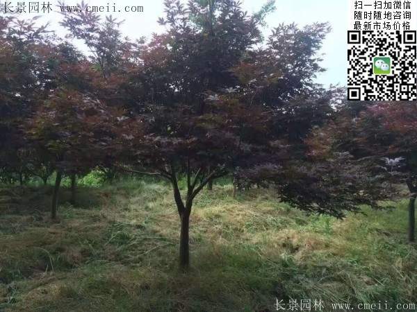精品紅楓樹(shù) 精品紅楓樹(shù)