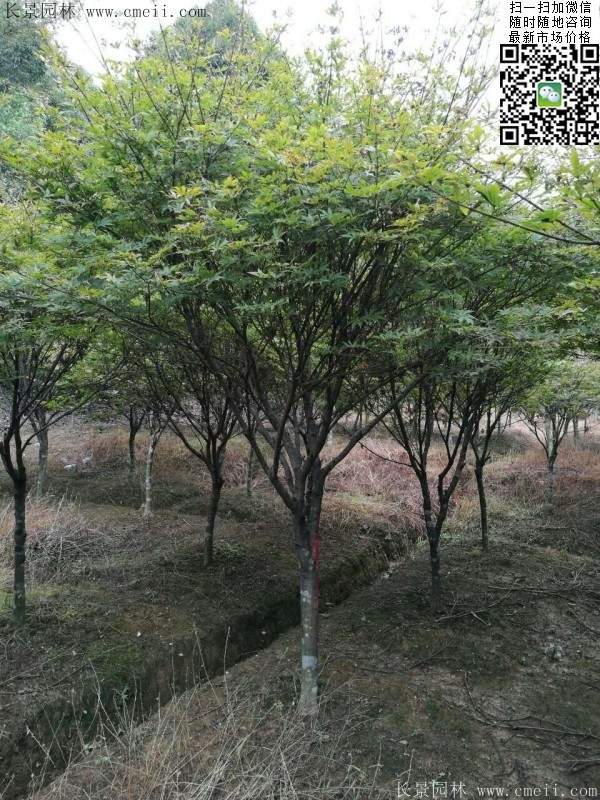 精品紅楓樹(shù) 精品紅楓樹(shù)