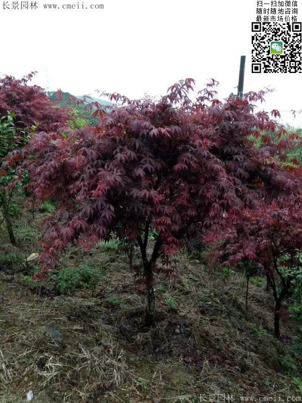 精品紅楓樹(shù) 精品紅楓樹(shù)