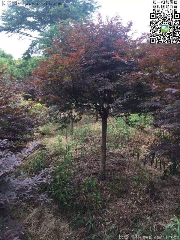 精品紅楓樹(shù) 精品紅楓樹(shù)