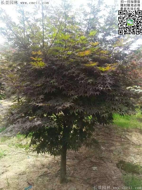 精品紅楓樹(shù) 精品紅楓樹(shù)