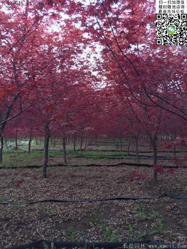 精品紅楓樹(shù) 精品紅楓樹(shù)