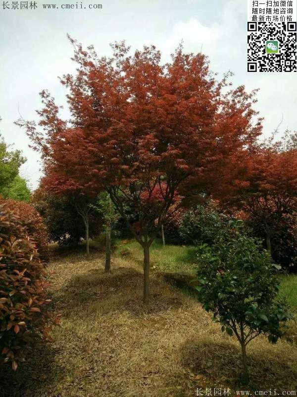 精品紅楓樹(shù) 精品紅楓樹(shù)