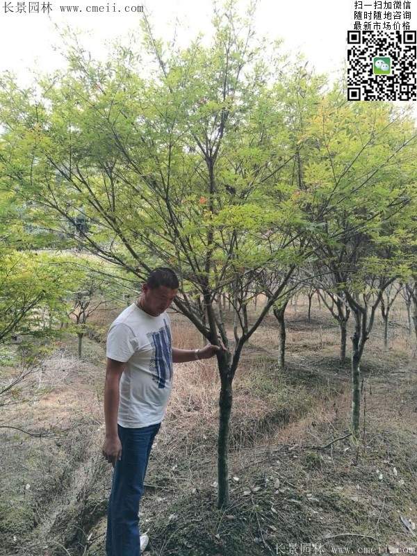 紅楓樹基地 紅楓樹基地