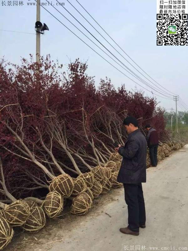 彩葉紅楓樹 彩葉紅楓樹