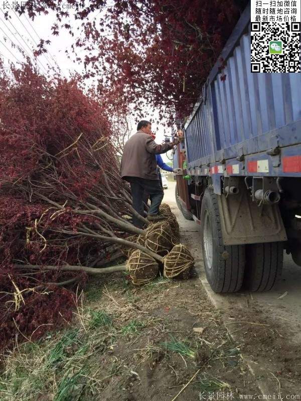 彩葉紅楓樹 彩葉紅楓樹