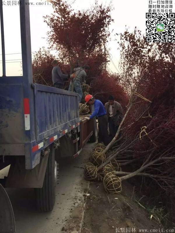 彩葉紅楓樹 彩葉紅楓樹