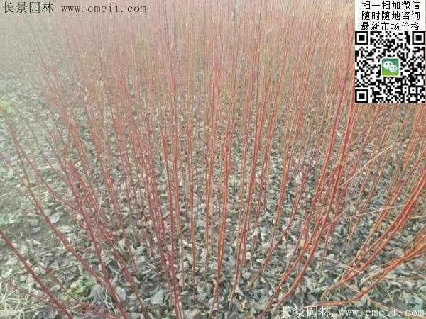 歐洲紅瑞木 歐洲紅瑞木