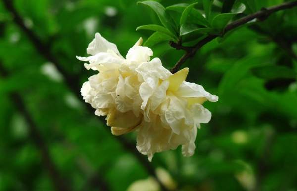 黃石榴花 黃石榴花