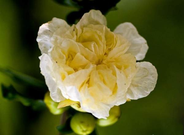 銀石榴花 銀石榴花