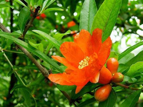 月季石榴花 月季石榴花